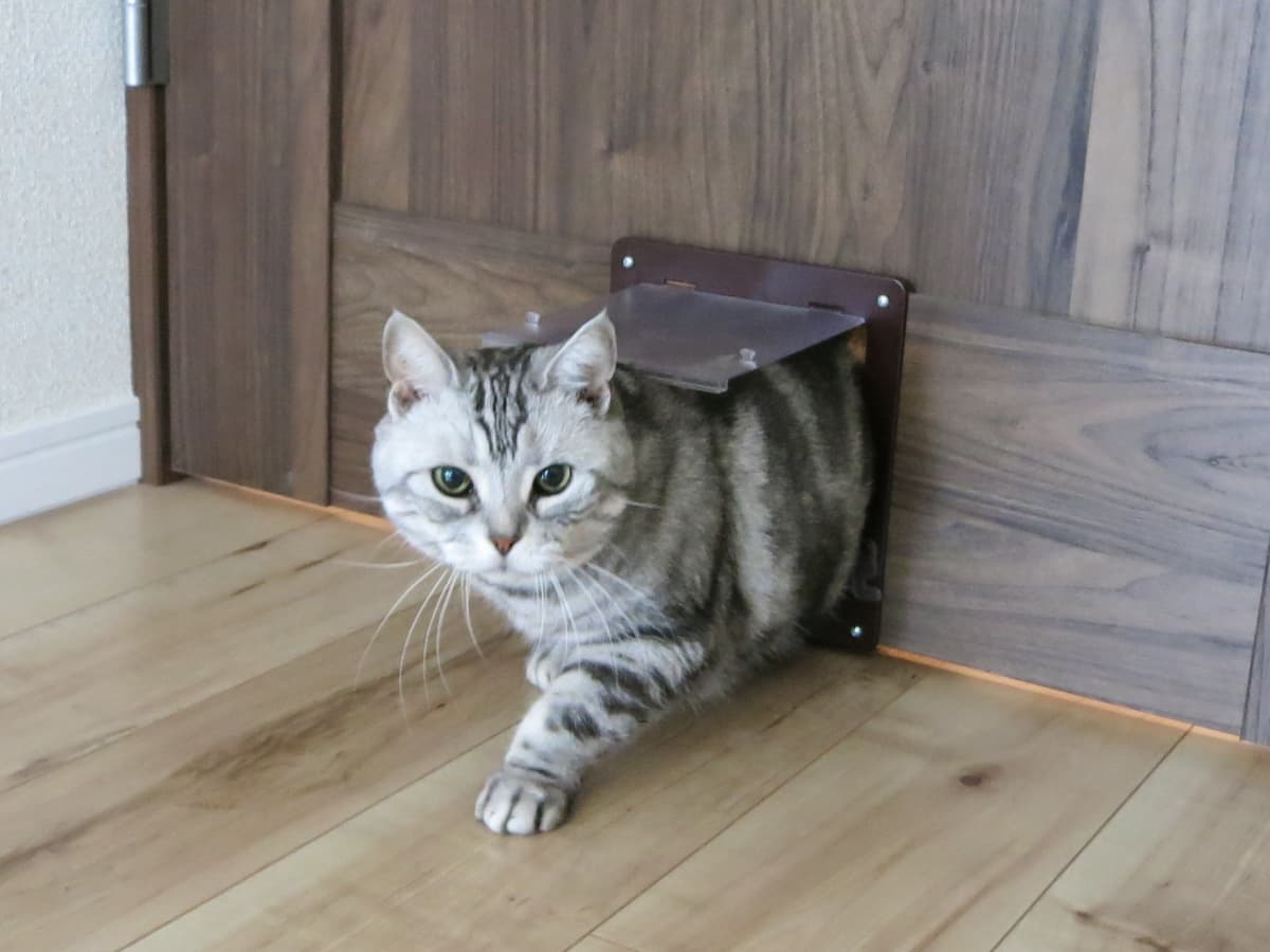 猫用の扉